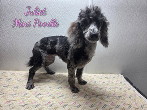 Mini Poodle