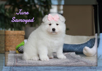 June Female AKC Samoyed $2400