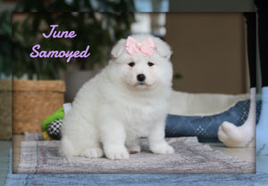  Samoyed