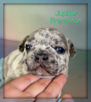 Jupitor Male ICA Frenchton $1925