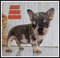 Justin Male AKC French Bulldog $1500