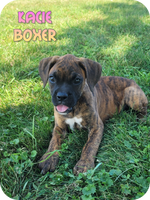 Kacie Female Boxer $475