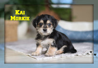 Kai Male Morkie $1600