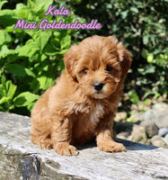 Kala Female F1B Mini Goldendoodle $999