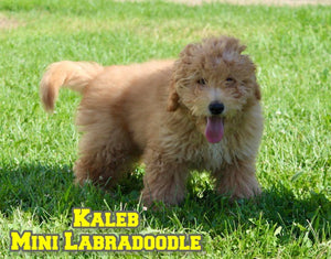 Mini Labradoodle