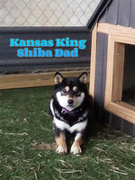 Casandra Female ACA Shiba Inu $450