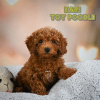 Kari Female Toy Poodle $1150