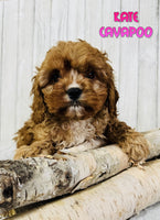 Kate Female F1B Cavapoo $650