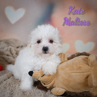 Kate Female ACA Maltese $705