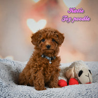 Katie Female Toy Poodle $1150