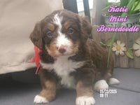 Katie Female Mini Bernedoodle $1600