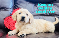 Keagan Male AKC Golden Retriever $450