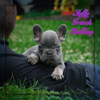 Kelly Female AKC French Bulldog $995