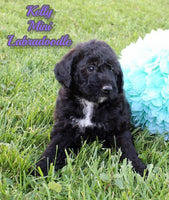 Kelly Female F1BB Mini Labradoodle $899