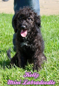 Mini Labradoodle