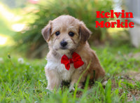 Kelvin Male Morkie $1000