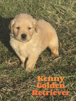 Kenny Male AKC Golden Retriever $650