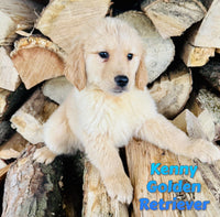 Kenny Male AKC Golden Retriever $450