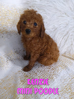 Kenzie Female AKC Mini Poodle $795