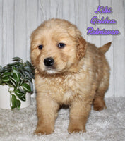 Kiki Female AKC Golden Retriever $950