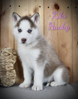 Kiki Female Siberian Husky $775