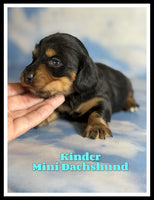 Kinder Male AKC Mini Dachshund $2125