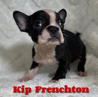 Kip Male Frenchton $1125