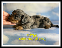 Kirby Male AKC Mini Dachshund $3125