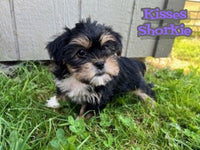 Kisses Female Shorkie $650