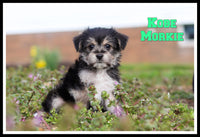 Kobe Male Morkie $1600