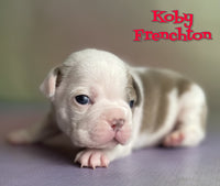 Koby Male ICA Frenchton $1525