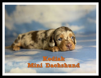 Kodiak Male AKC Mini Dachshund $3625