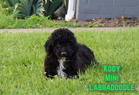 Mini Labradoodle