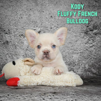 Kody Male AKC Fluffy French Bulldog $2049