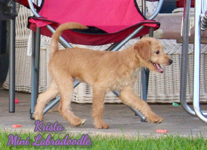 Mini Labradoodle