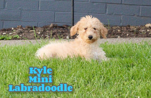 Mini Labradoodle