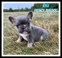 French Bulldog