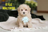 Kyle Male Maltipoo $1900