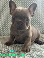 French Bulldog