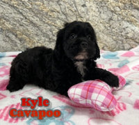 Kyle Male Cavapoo $600