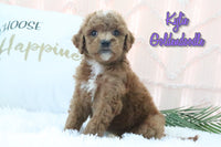 Goldendoodle