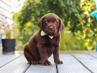 Labrador Retriever