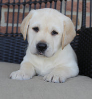 Labrador Retriever