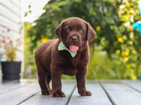 Labrador Retriever