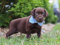 Labrador Retriever