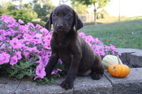 Labrador Retriever