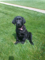 Labrador Retriever