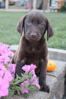 Labrador Retriever