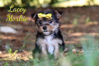 Lacey Female Morkie $1095