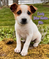 Lady Female Blue Heeler Toy Fox Terrier Mix $500